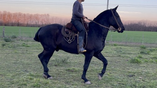 Caballo oscuro alto de muy buen fisico manso y funcional