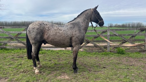 Caballo Moro cabeza negra manso