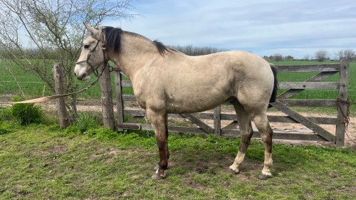 Caballo bayo cabos negros muy manso y funcional