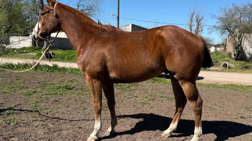 Caballo Alazan Manso y Funcional