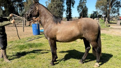 Caballo criollo manso y funcional puro registrado lobuno