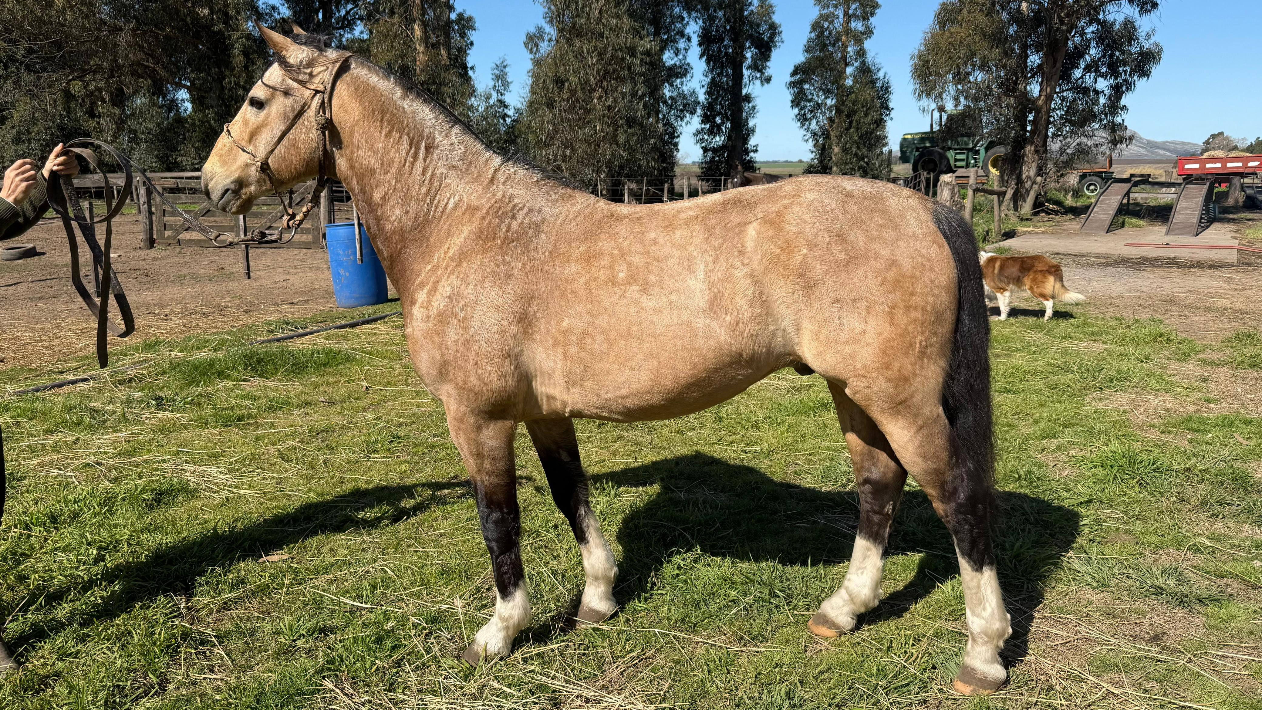 caballo criollo en venta