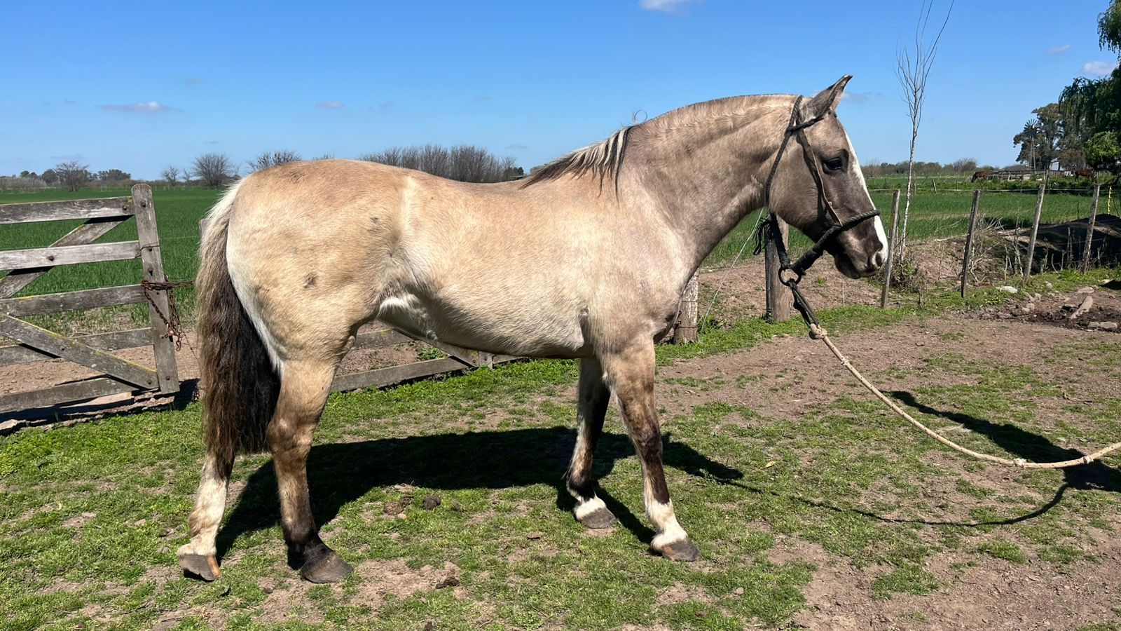 YEGUA MANSA ESCUELA CRIOLLA PURA