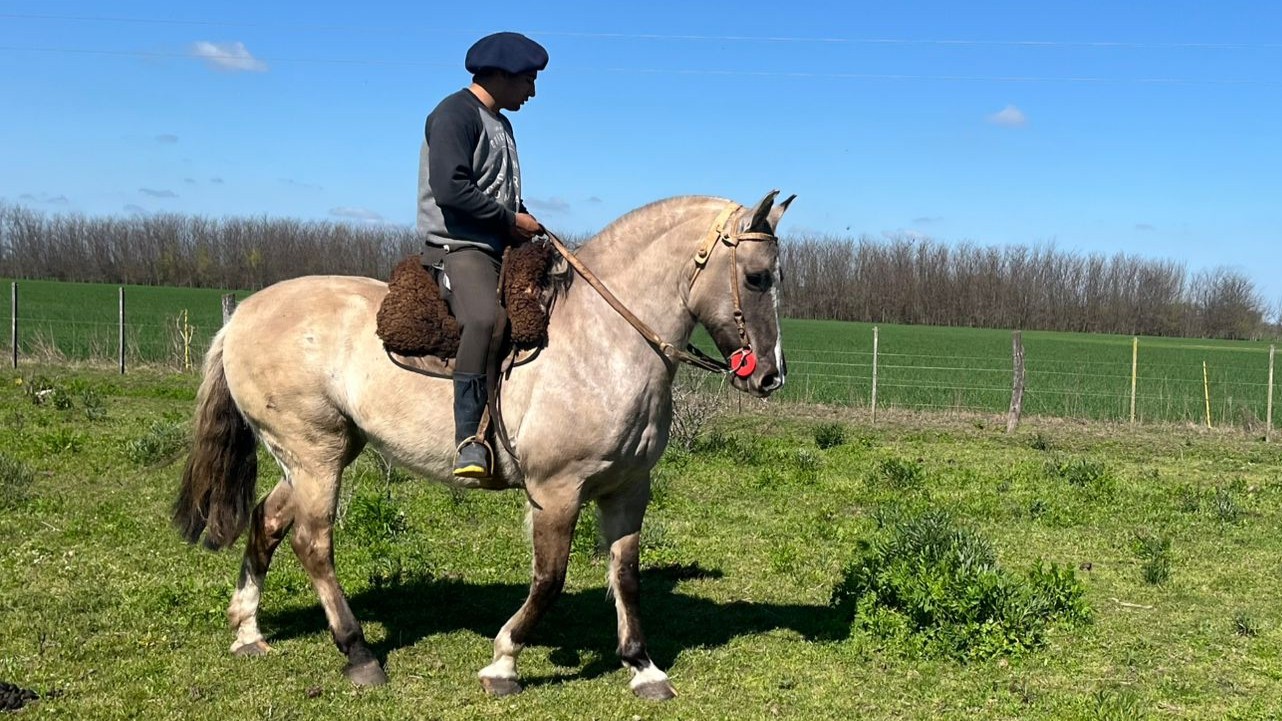 YEGUA MANSA ESCUELA CRIOLLA PURA