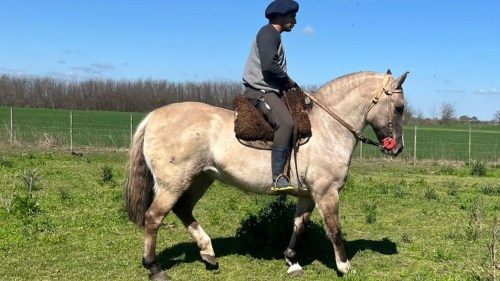 YEGUA MANSA ESCUELA CRIOLLA PURA