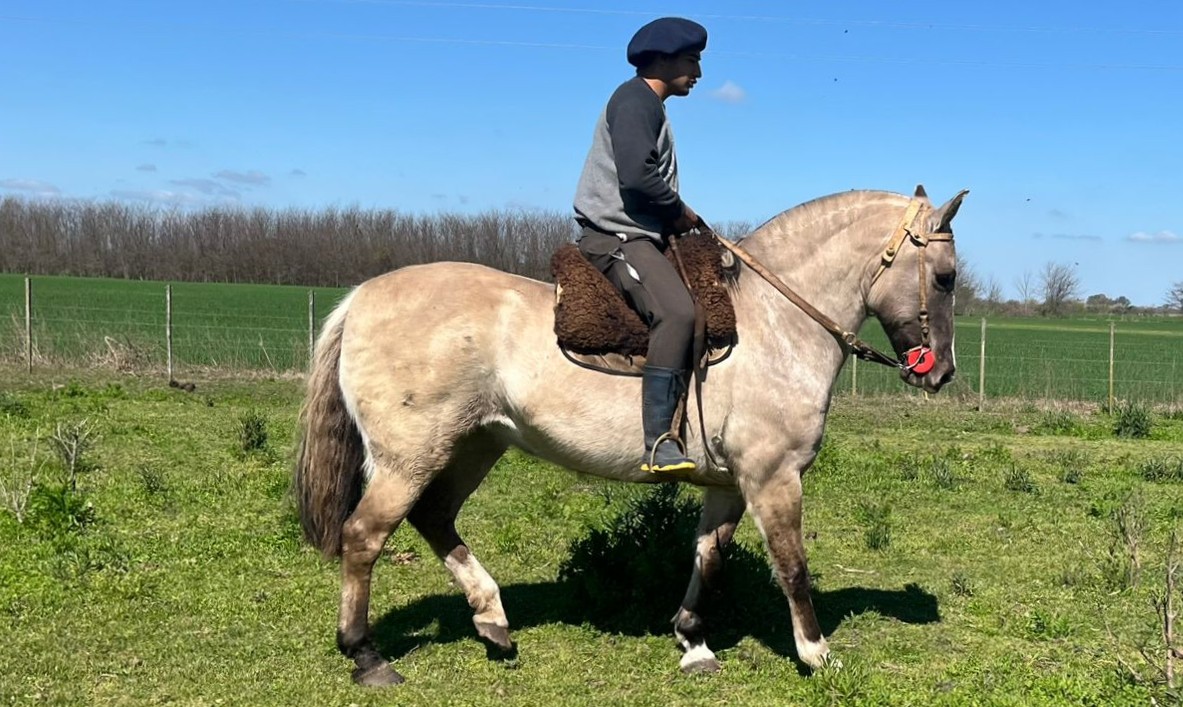YEGUA MANSA ESCUELA CRIOLLA PURA