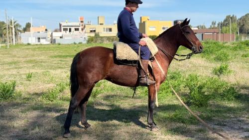 Yegua criolla colorada nuevita para seguirla