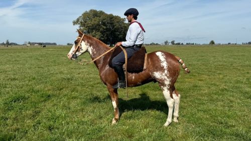 Caballo Overo Alazán cruza Cuarto de Milla