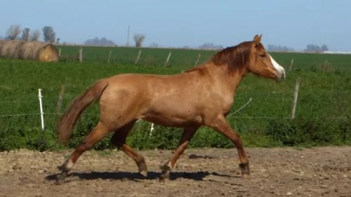 Potranca gateada cruza cuarto de milla de trabajo