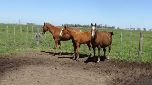 Yegua tostada preñada mestiza