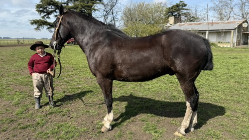 Caballo picazo entrepesado para principiantes