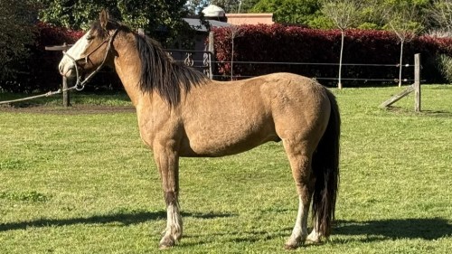 Potro gateada criollo puro sin registro