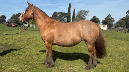 Yegua criolla inscripta Preñada Cañadon Campera