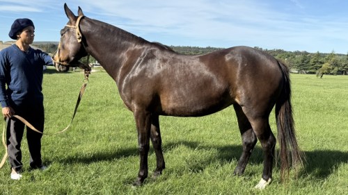 Yegua mestiza ideal para deporte