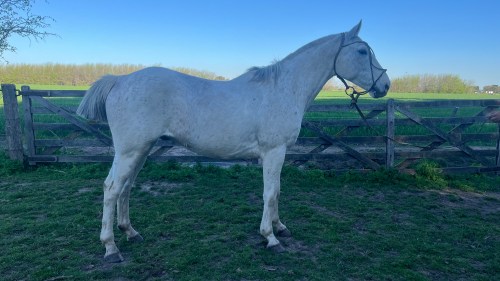 Caballo Tordillo canela manso de andar