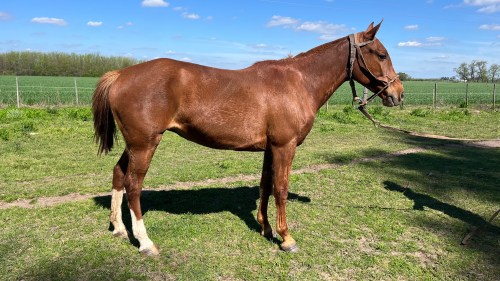 Yegua alazana mansa muy mansa