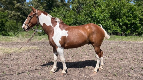 Caballo Tobiano alazán manso entrepesado