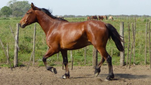 Potro entrepesado zaino colorado grande