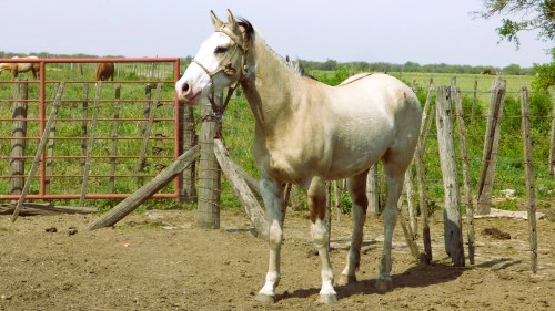 Potro Overo lobuno destacado