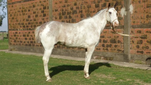 Caballo overo rosado destacado manso escuela y funcional