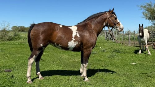 Yegua Overa muy linda