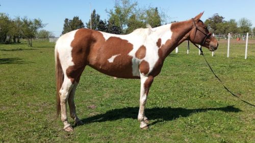 Yegua tobiana nueva de doma