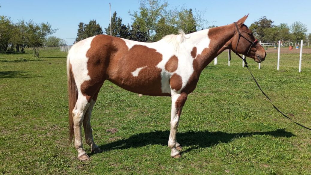 Yegua tobiana nueva de doma