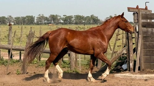 Potro alazan cuarto de milla sin registro