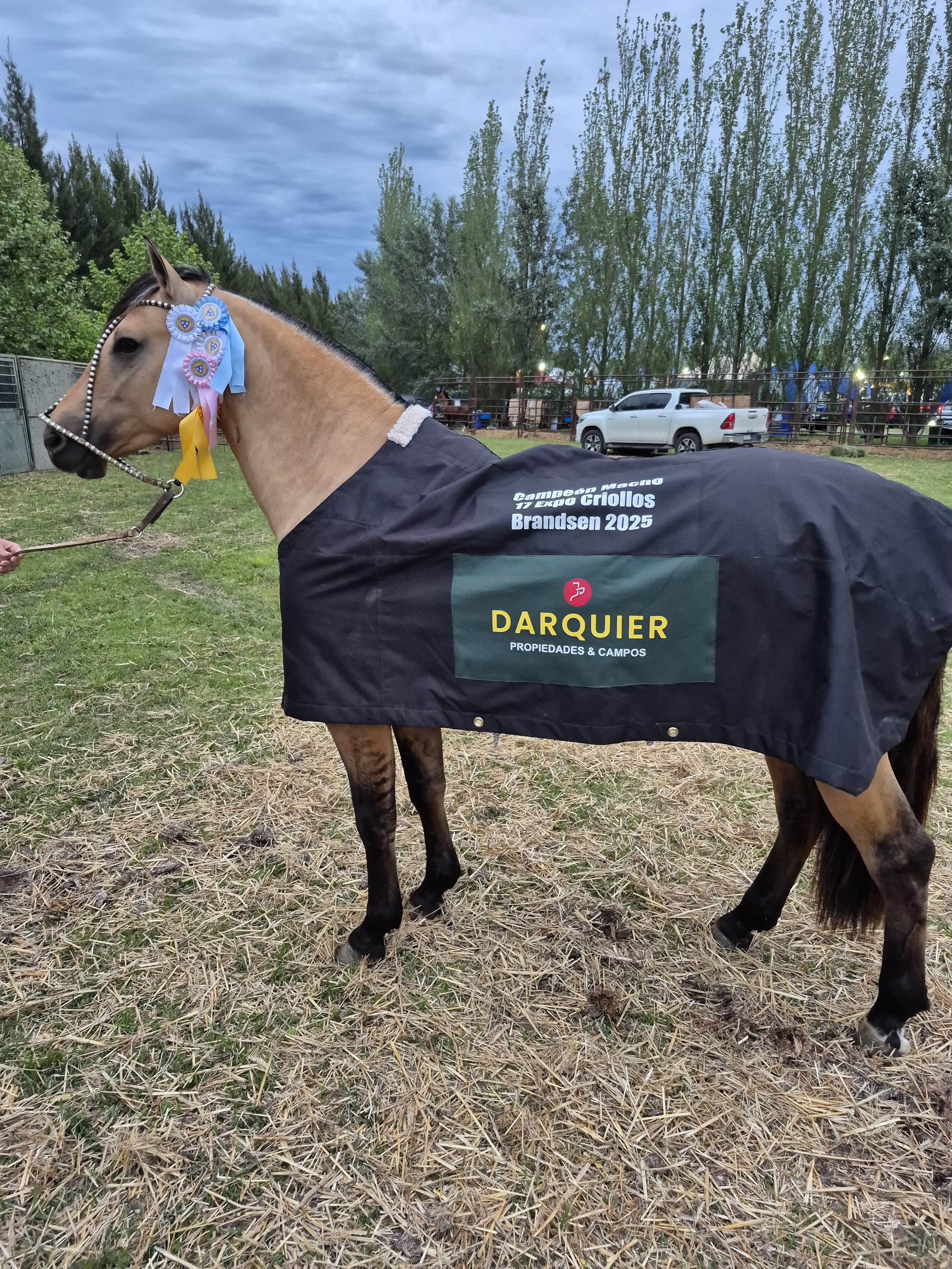 Criollo puro Orgullo que miras - Gran campeón macho Brandsen 2025