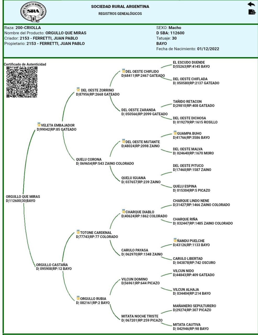 Criollo puro Orgullo que miras - Gran campeón macho Brandsen 2025