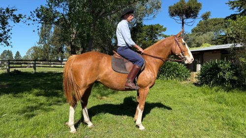 Caballo Alazan Alto muy manso