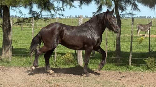 Padrillo Oscuro de 2 años pesado