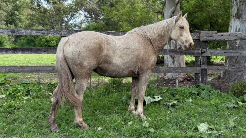 Potranca Ruana entrepesada 3 años