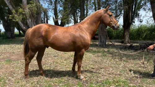 Padrillo bayo naranjo cuarto de milla  no inscripto muy manso