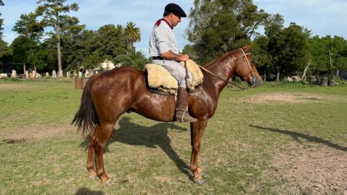 Caballo Tostado cuarto de milla puro registrado