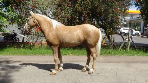 Caballo Bayo ruano criollo puro