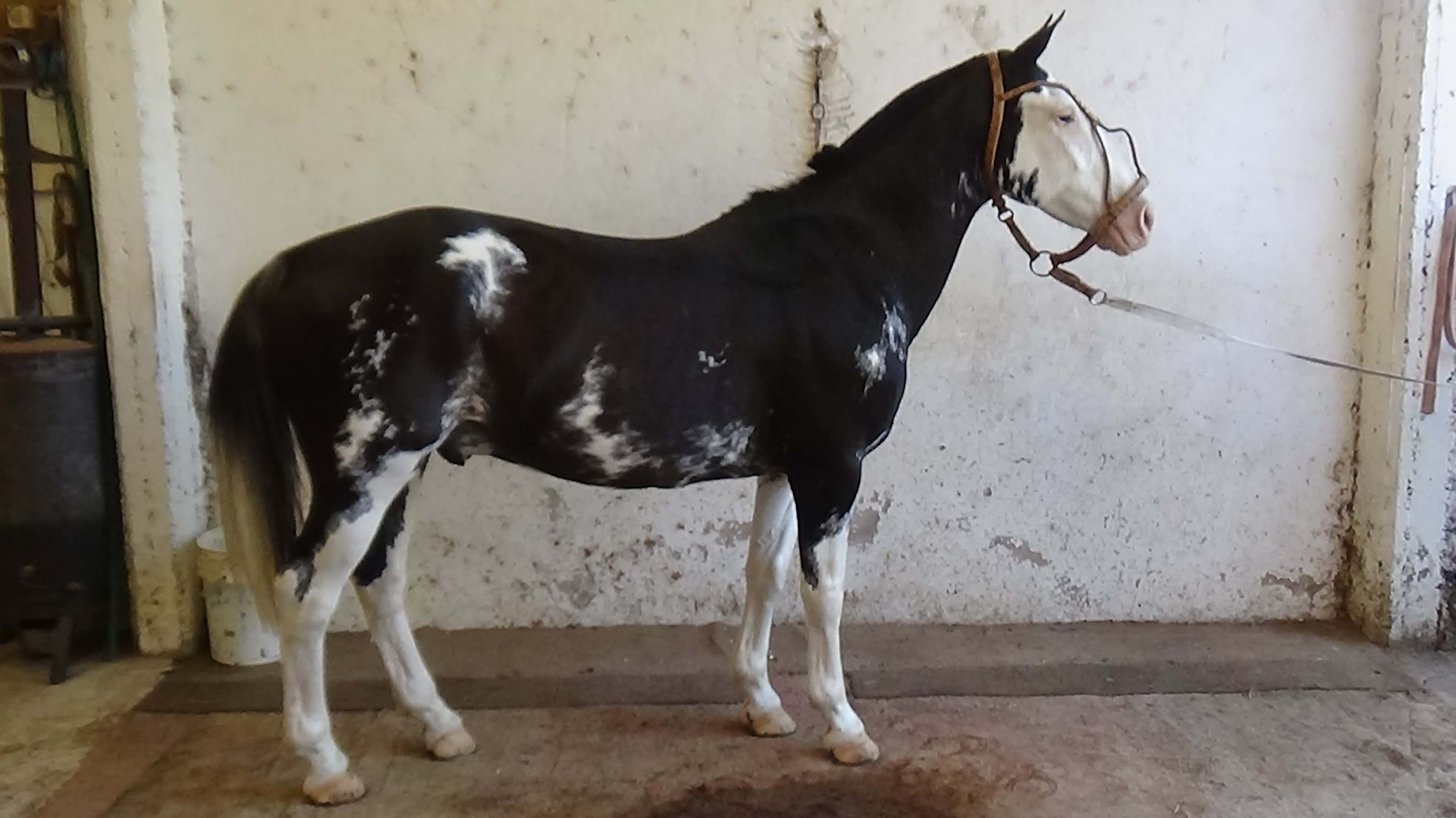 Caballo overo negro muy recomendable por su mansedumbre, función y pelaje muy lindo y llamativo. Su edad es del orden de los 15 años y su alzada de 151/2 aproximada. Sano y muy bien cuidado históricamente. Es un caballo escuela para toda la familia, lo va a disfrutar un jinete completo y tiene a su vez la total mansedumbre para un principiante. Paralelamente tiene el espiritu y genio que lo hace elegante, andariego y destacado.les va a permitir lucirse en un desfile o marcha con toda la confianza que transmite un caballo maduro y probado. Manso para todo. adaptado a la ciudad y a las casas quintas. Se encuentra en lanús, se entrega con la documentación de traslado. Coordinar con tiempo la visita para probar y revisar a su gusto.