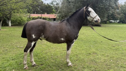Caballo overo zarco manso de campo