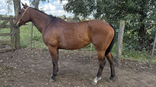 Yegua colorada mestiza mansa funcional y nueva