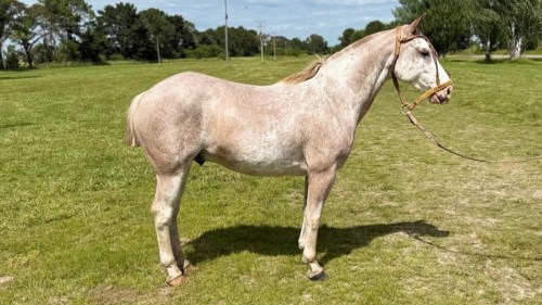 Caballo Overo Rosado  manso y de gran físico