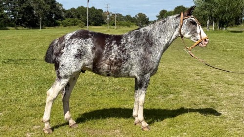 Destacado Caballo Overo Negro completo y manso
