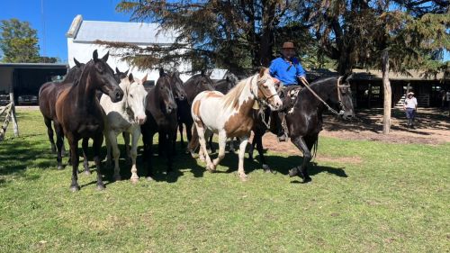 Tropilla de oscuros muy mansos que estuvo en Jesús María