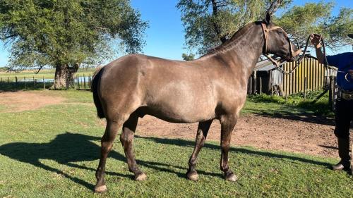 Caballo lobuno manso de andar