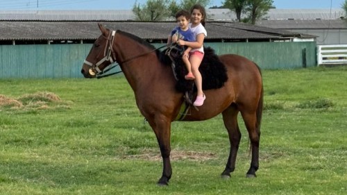 Yegua mansa escuela para arrancar a andar a caballo