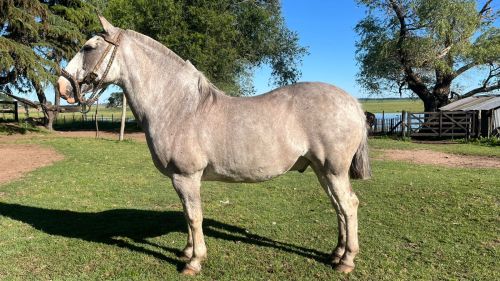 Caballo overo manso de andar y de trabajo