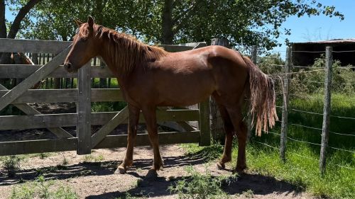 Potranca tostada lista para domar