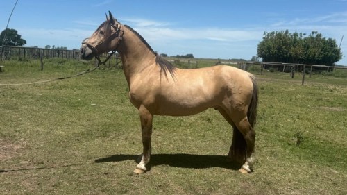 caballo criollo puro