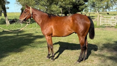 Rooster Mark, Cuarto de Milla puro registrado, de 8 años y 1,50 m de alzada. Caballo totalmente manso y funcional, muy dócil y confiable para cualquier trabajo. Con experiencia de trabajo en el campo y domado para pruebas de riendas y entre tambores, demostrando agilidad, respuesta y muy buena actitud para el deporte. Conoce manta, ración, herraduras, box, manejo en zona urbana y todas las rutinas diarias sin inconvenientes. Un caballo parejo, seguro y muy completo, ideal tanto para seguir trabajándolo