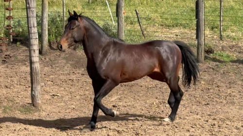 Potro zaino negro padrillo