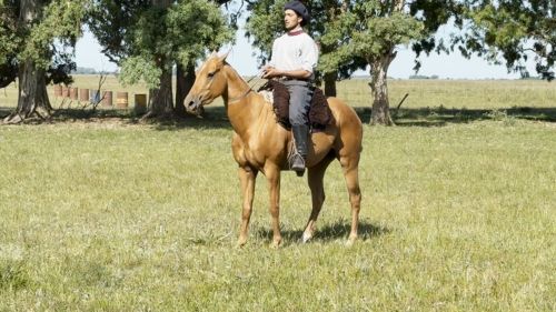 Destacado Caballo Cuarto de Milla puro sin registro